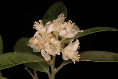 Atalantia monophylla